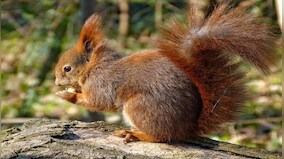 Being Nosy: How squirrels are China’s newest weapons against drugs