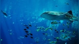 Explained: How deep-sea mining noise pollution threatens whales