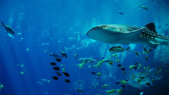 Explained: How deep-sea mining noise pollution threatens whales