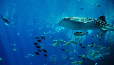 Explained: How deep-sea mining noise pollution threatens whales