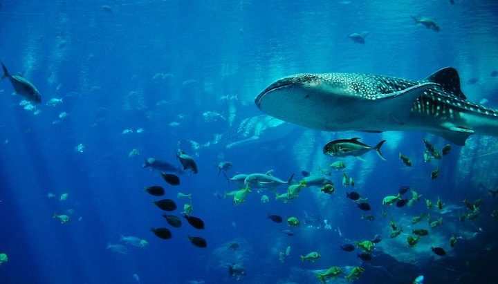 Explained: How deep-sea mining noise pollution threatens whales