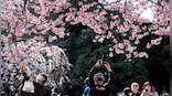 Flower Power: How cherry blossoms season is a boon for Japan's economy