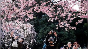 Flower Power: How cherry blossoms season is a boon for Japan's economy