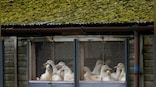 Vaccine makers prep bird flu shot for humans 'just in case', rich nations lock in supplies
