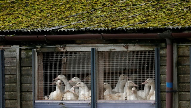 Vaccine makers prep bird flu shot for humans 'just in case', rich nations lock in supplies Vaccine makers prep bird flu shot for humans 'just in case', rich nations lock in supplies
