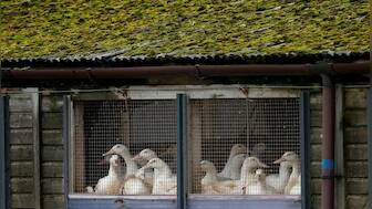 Vaccine makers prep bird flu shot for humans 'just in case', rich nations lock in supplies