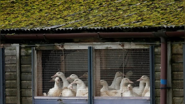 Vaccine makers prep bird flu shot for humans 'just in case', rich nations lock in supplies