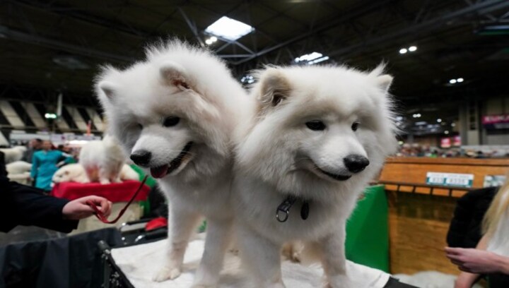 Bow WOW: UK’s Crufts dog show is sure to make you go, ‘Awww’