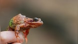 Explained: The killer fungus wiping out the frog species