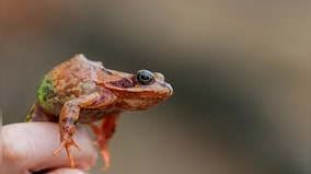 Explained: The killer fungus wiping out the frog species