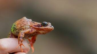 Explained: The killer fungus wiping out the frog species