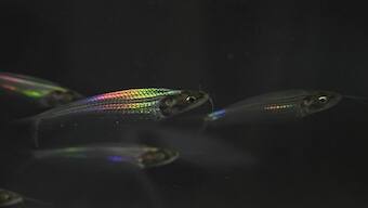 Explained: How ghost catfish gets its shimmering rainbow glow