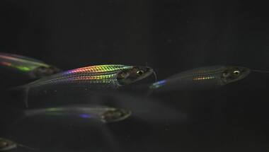 Explained: How ghost catfish gets its shimmering rainbow glow