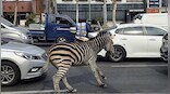 Stop, there's a zebra crossing! Escaped beast roams Seoul streets