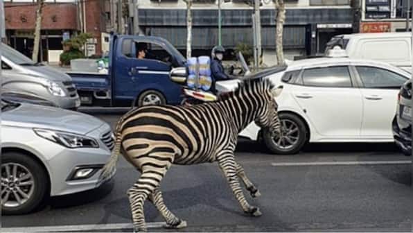 Stop, there's a zebra crossing! Escaped beast roams Seoul streets