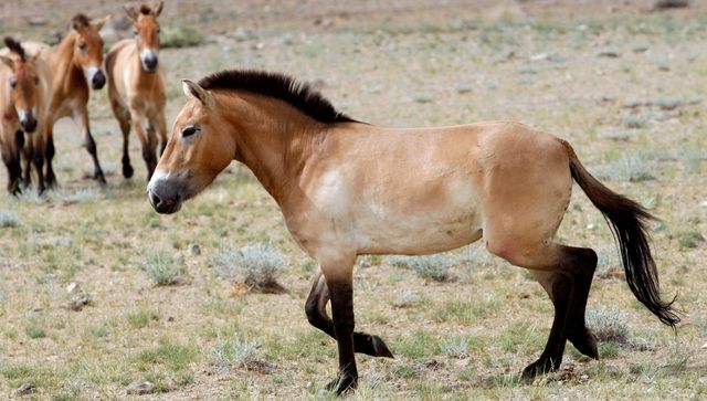 Horseback riding may have begun 5,000 years ago in Europe: study Horseback riding may have begun 5,000 years ago in Europe: study