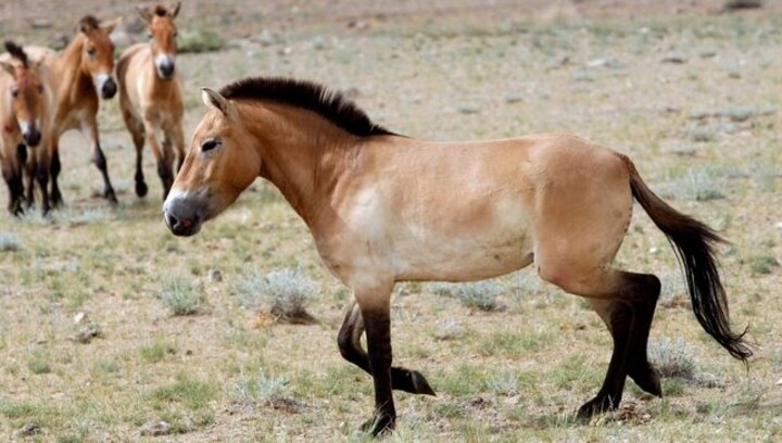 Horseback riding may have begun 5,000 years ago in Europe: study