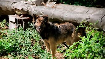 Can the dogs of Chernobyl teach us new tricks on survival?