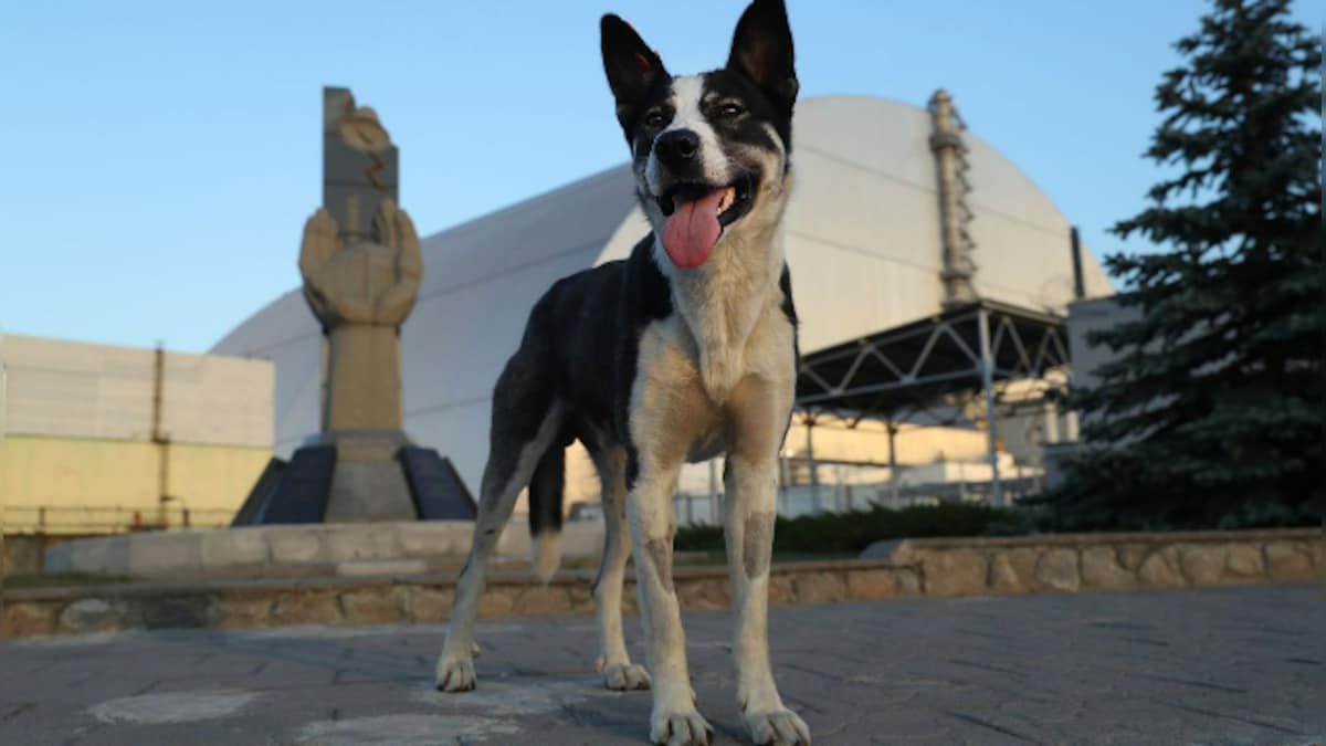 Watch: Dogs in Chernobyl have ‘mutated’ because of constant exposure to radiation