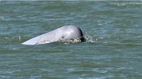 The battle to save Cambodia's river dolphins from extinction