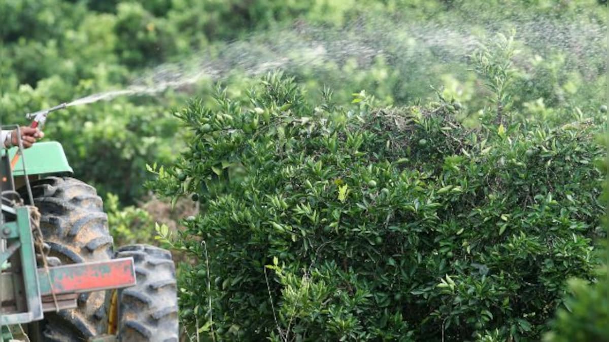 Fruit in crisis: Florida's orange groves buffeted by hurricane, disease