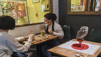 Coffee with owls, drinks with penguins: How animals facing extinction are available for selfies at Japanese cafes