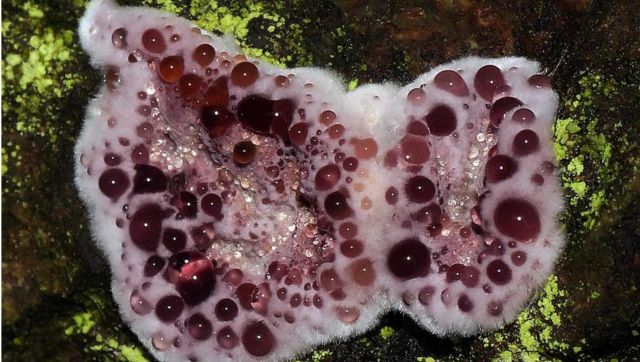 ‘Last of Us’: Step-by-step story of how an Indian mushroom hunter became first victim of rare fungal Silver Leaf disease ‘Last of Us’: Step-by-step story of how an Indian mushroom hunter became first victim of rare fungal Silver Leaf disease