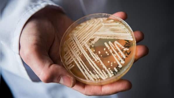 Explained: Candida auris, the deadly fungus spreading across the US