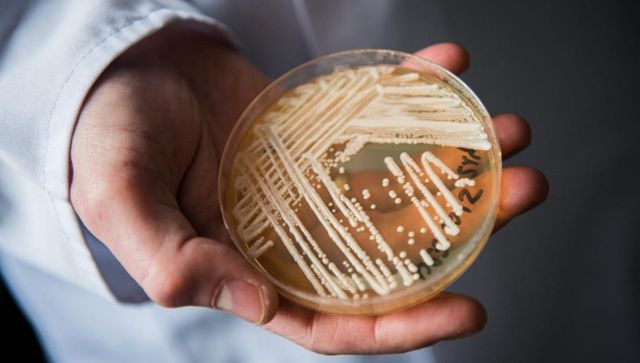 Explained: Candida auris, the deadly fungus spreading across the US Explained: Candida auris, the deadly fungus spreading across the US