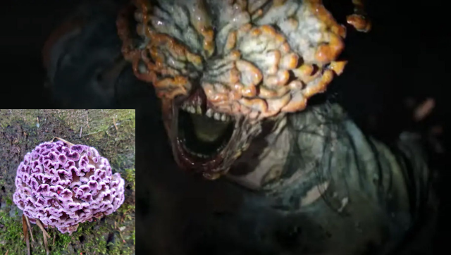 'Last of Us': Rare fungal ailment, called Silver Leaf disease, finds first-ever victim in India's mushroom hunter 'Last of Us': Rare fungal ailment, called Silver Leaf disease, finds first-ever victim in India's mushroom hunter