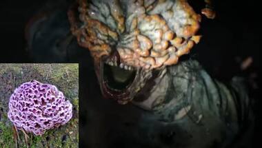 'Last of Us': Rare fungal ailment, called Silver Leaf disease, finds first-ever victim in India's mushroom hunter
