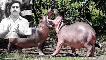 From Colombia With Love: Some of druglord Pablo Escobar's hippos may be headed for India