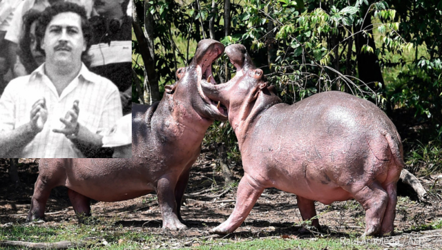 From Colombia With Love: Some of druglord Pablo Escobar's hippos may be headed for India From Colombia With Love: Some of druglord Pablo Escobar's hippos may be headed for India