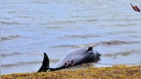 In UK bird flu kills dolphins