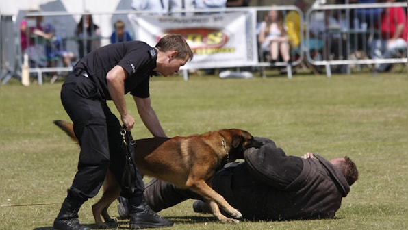 California passes bill that would ban 'racist' police dogs from arrests, crowd control