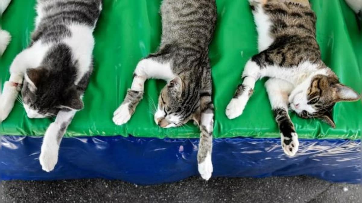 Severed Head, Mutilated Bodies: How grisly cat killings have Japan on edge  – Firstpost