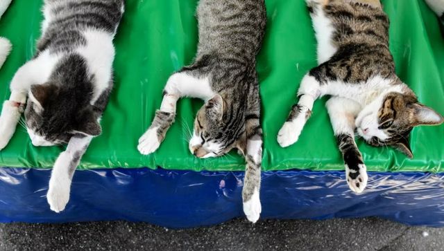 Severed Head, Mutilated Bodies: How grisly cat killings have Japan on edge Severed Head, Mutilated Bodies: How grisly cat killings have Japan on edge