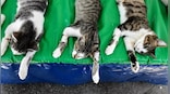Severed Head, Mutilated Bodies: How grisly cat killings have Japan on edge