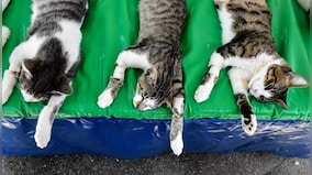 Severed Head, Mutilated Bodies: How grisly cat killings have Japan on edge