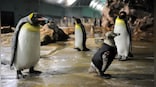 Why did elderly penguins in Singapore get custom lenses?