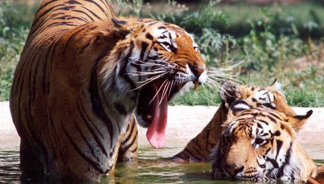 Explained: Why is India planning to send tigers to Cambodia? Explained: Why is India planning to send tigers to Cambodia?