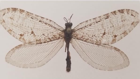 A Bug's Life: The giant Jurassic-era insect rediscovered in Arkansas, US