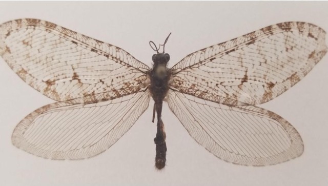 Jurasic Insect A Bug's Life: The giant Jurassic-era insect rediscovered in Arkansas ...
