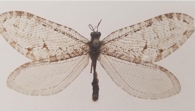 A Bug's Life: The giant Jurassic-era insect rediscovered in Arkansas, US