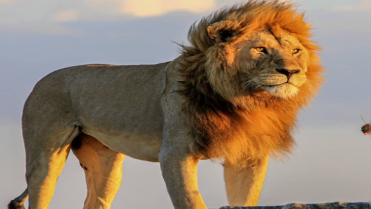 How majestic ‘lion king’ Bob Junior was killed in Tanzania’s Serengeti