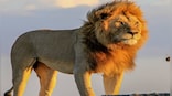How majestic ‘lion king’ Bob Junior was killed in Tanzania’s Serengeti