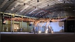 World’s largest discovered dinosaur goes on display at London's Natural History Museum