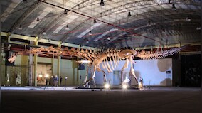 World’s largest discovered dinosaur goes on display at London's Natural History Museum