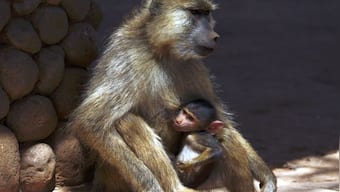 Going Ape: Why the demise of a baboon has sparked outrage in Taiwan