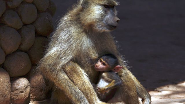 Going Ape: Why the demise of a baboon has sparked outrage in Taiwan Going Ape: Why the demise of a baboon has sparked outrage in Taiwan